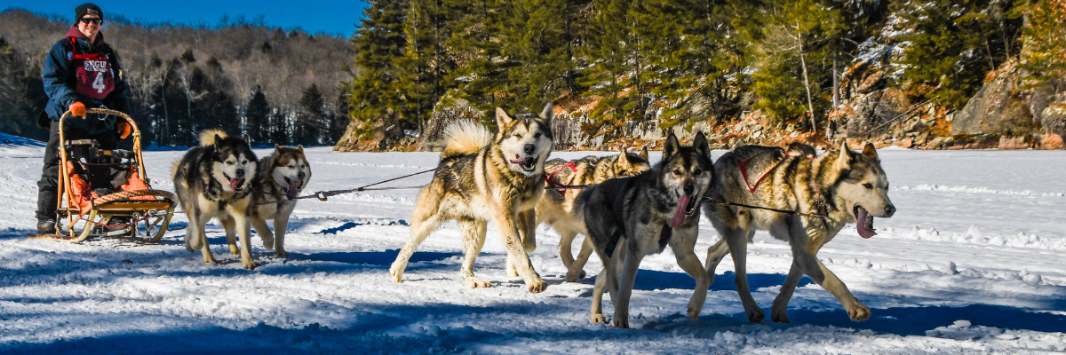 Text says Seguin Ontario Sled Dog Mail Run Saturday, February 21, 2026 with graphic of husky dog head