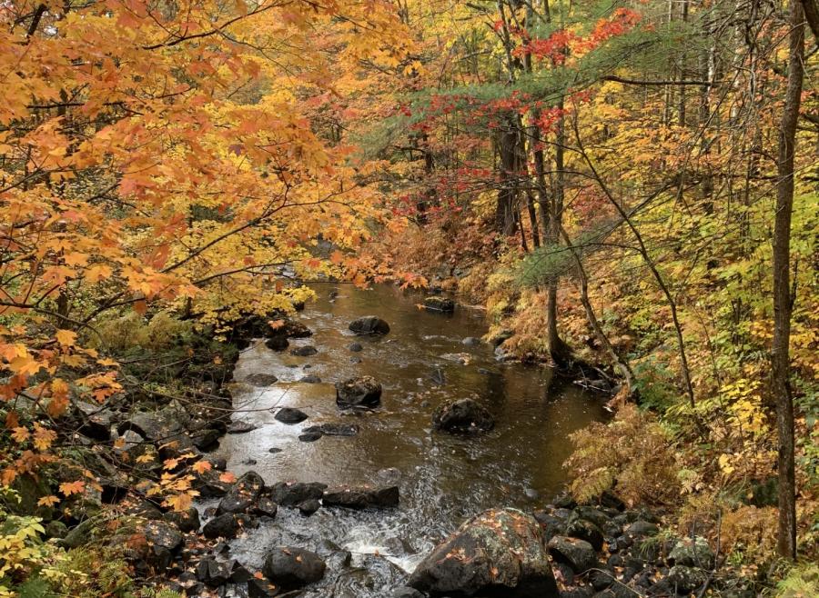autumn colours on trees with a river