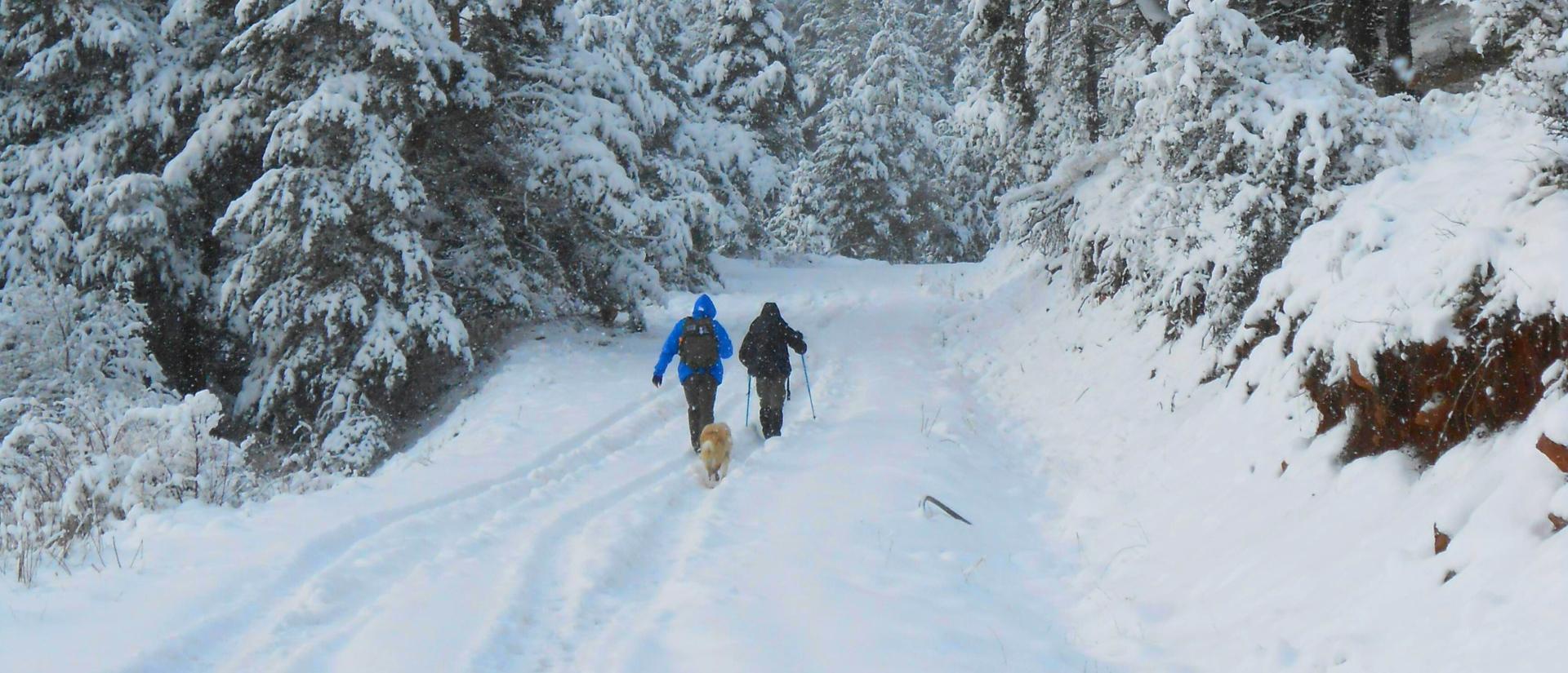 A couple with cross country skiing gear and a dog on a snowy recreational trail in a forested area