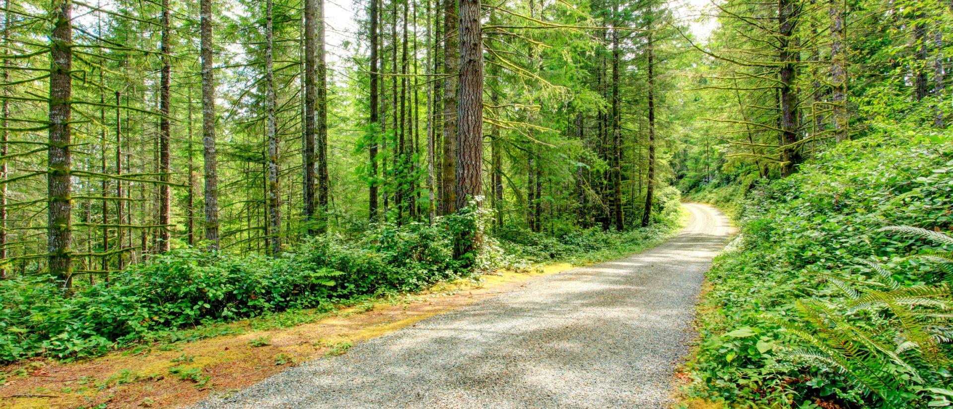 A paved road surrounded by dense forest