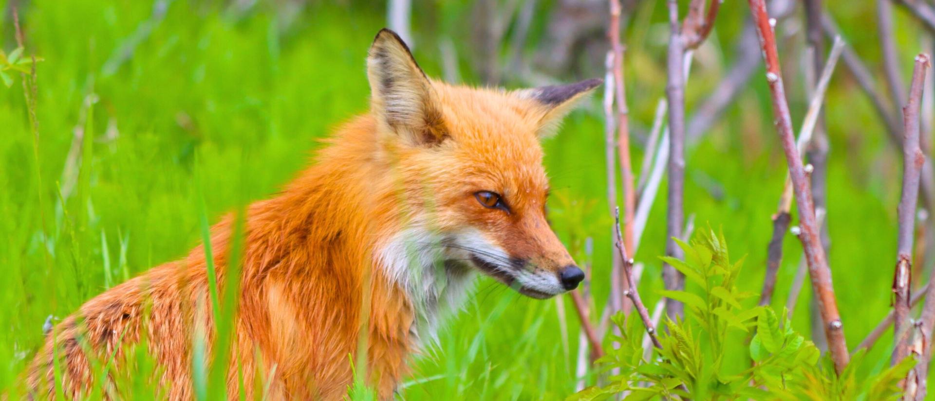 A close-up of a fox sitting in tall grass