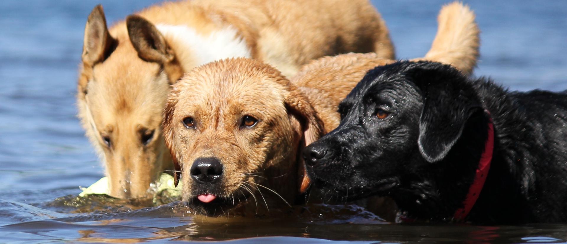 Three dogs swimming together in a lake