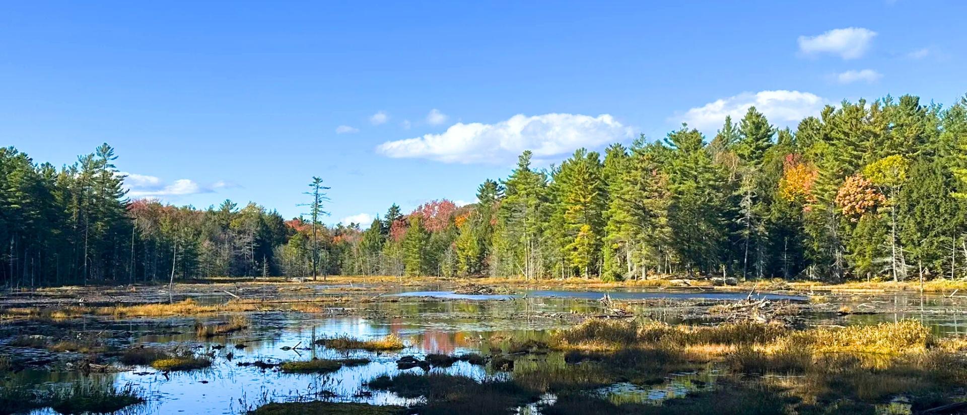 Wetland area surrounded by coniferous trees and a bright blue sky 