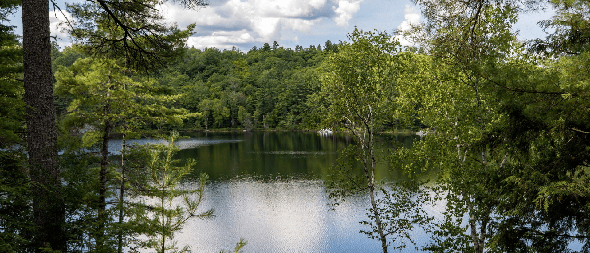 Lake surrounded by forest in summer