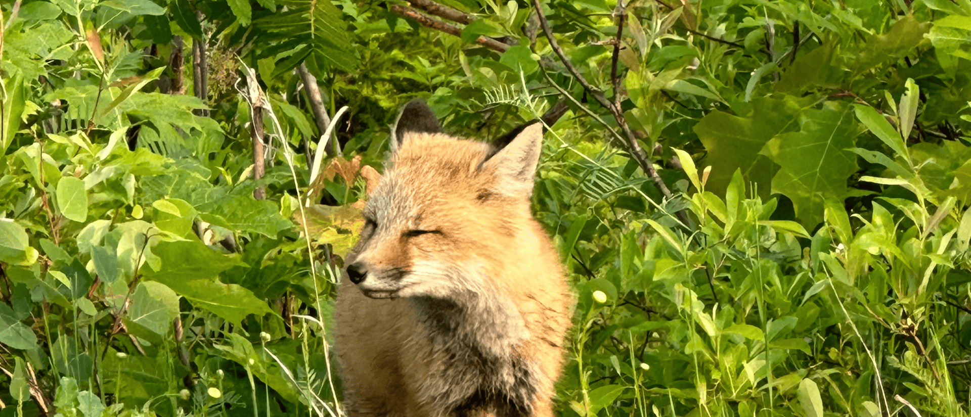 Fox in tall grass