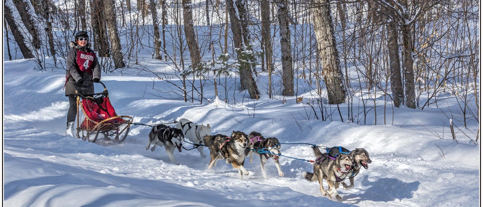 Team of sled dogs in snowy forest