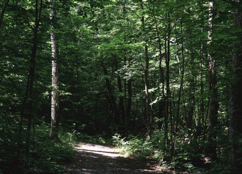 path with trees in summer