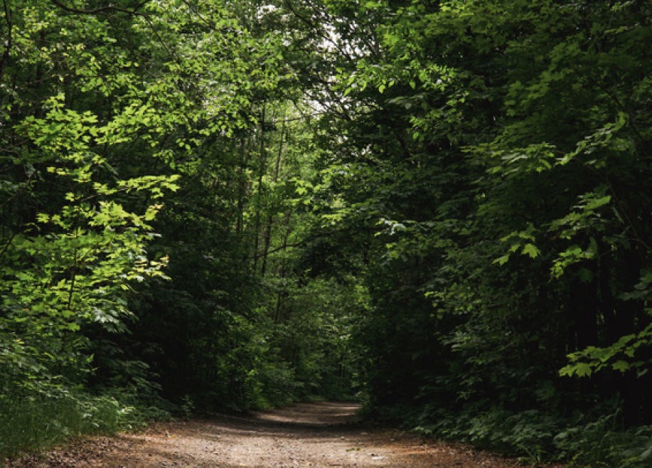 Dirt path with large trees in summer